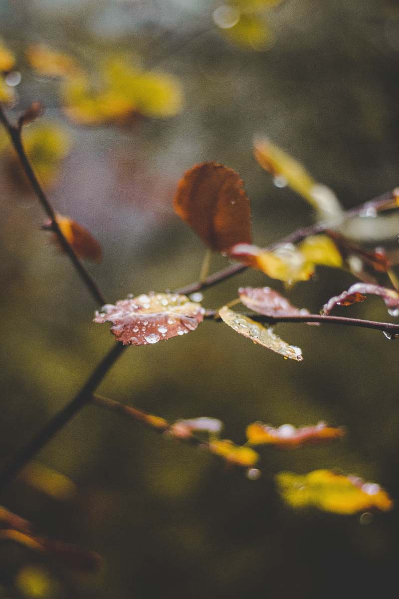 plant selective focus photography of brown leafed plant with water dew spokane